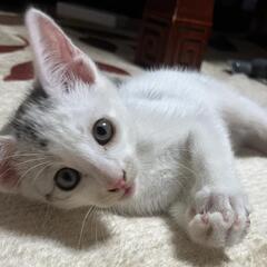 里親様決定しました！グレーキジ白の子猫 1ヶ月半くらい オス - 猫
