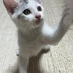 グレーキジ白の子猫 1ヶ月半くらい オス