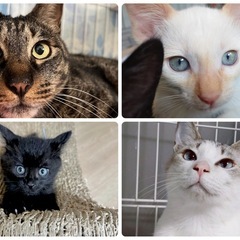 7/6(日)30頭以上の猫さんが参加予定！保護猫譲渡会✨🐾