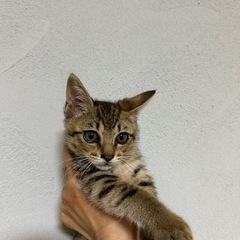 (決定)生後2ヶ月弱　キジ猫♂ココロくん