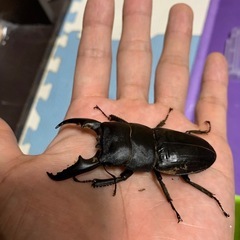本土ヒラタクワガタ