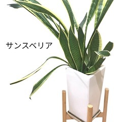 サンスベリア 陶器鉢 ホワイト 6号 スタンドつき