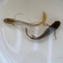 メダカ　橙（とう）卵の画像