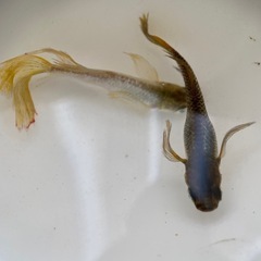 メダカ　橙（とう）卵の画像