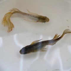 メダカ　橙（とう）卵の画像