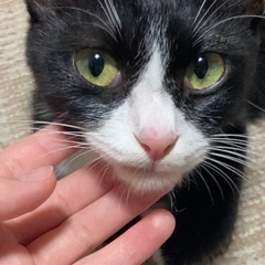 ハチワレ、ソックスちゃん！メス