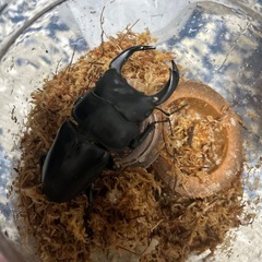 オオクワガタの幼虫（初令）