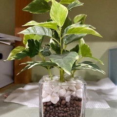 偽植物の画像