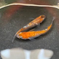 メダカ　蜜柑三色ラメ　卵
の画像