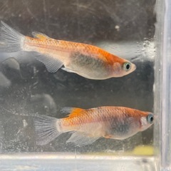 メダカ　蜜柑三色ラメ　卵
の画像