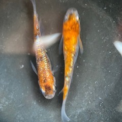 メダカ　蜜柑三色ラメ　卵
の画像