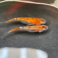 メダカ　蜜柑三色ラメ　卵

