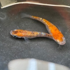 メダカ　蜜柑三色ラメ　卵
の画像