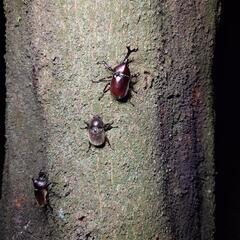 ✤カブトムシ　あげます　お子様限定✤　　