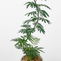 観葉植物 エバーフレッシュの画像