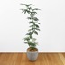 ランキングキーワードに紐づく投稿画像-観葉植物