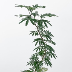 観葉植物 エバーフレッシュの画像