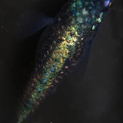 めだか（メダカ）水草 浮草 貝 の画像