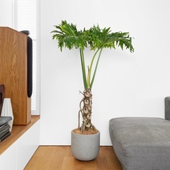 観葉植物 セローム