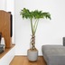 ランキングキーワードに紐づく投稿画像-観葉植物