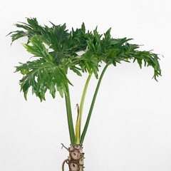 観葉植物 セロームの画像