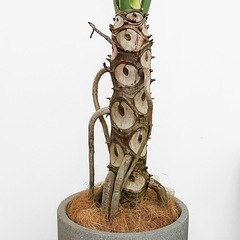 観葉植物 セロームの画像