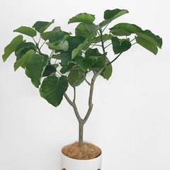 観葉植物　フィカス ウンベラータ の画像