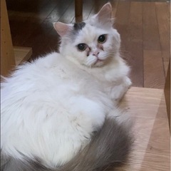 【里親募集中】マンチカン　ブラウンタビー&ホワイト　男の子