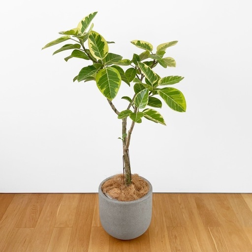 観葉植物 フィカス アルテシマ 135cm