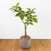 ランキングキーワードに紐づく投稿画像-観葉植物