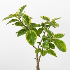観葉植物 フィカス アルテシマの画像