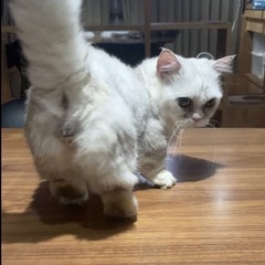 【里親募集中】マンチカン　シルバータビー　男の子