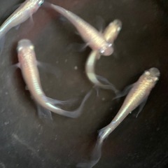 メダカ　天女の舞　卵の画像