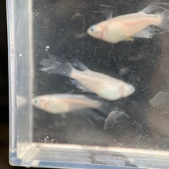 メダカ　天女の舞　卵の画像