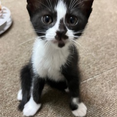 子猫4匹と母猫の里親募集しています