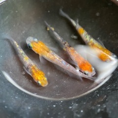 メダカ　月神　卵の画像