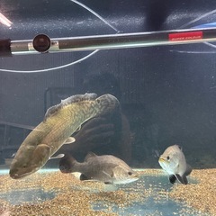 残り1匹！バラマンディ２０センチほど大型魚の画像