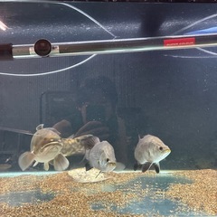 残り1匹！バラマンディ２０センチほど大型魚の画像