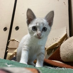 生後２ヶ月半程の子猫ちゃん🐾里親募集中…！