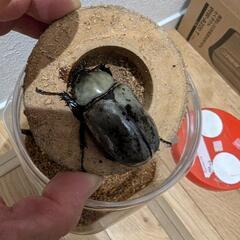 グラントシロカブトの画像