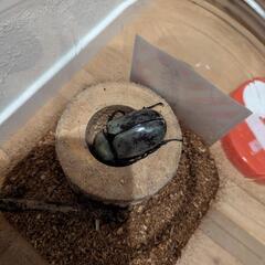 グラントシロカブトの画像