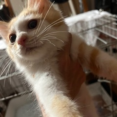 モフモフ長毛茶白2ヶ月
