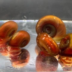 レッドラムズホーン　20匹の画像