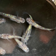 メダカ　白斑サファイア　卵の画像