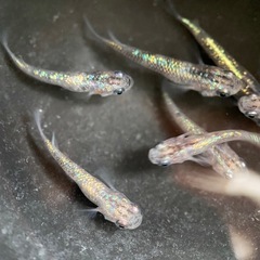 メダカ　白斑サファイア　卵