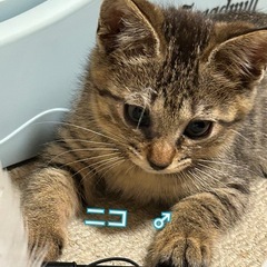 キジトラのニコちゃん
