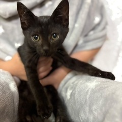 黒猫くんとサビ猫ちゃん