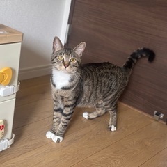 キジ白のだいちくん