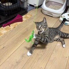 キジ白のだいちくん - 春日井市