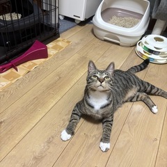 キジ白のだいちくん - 猫